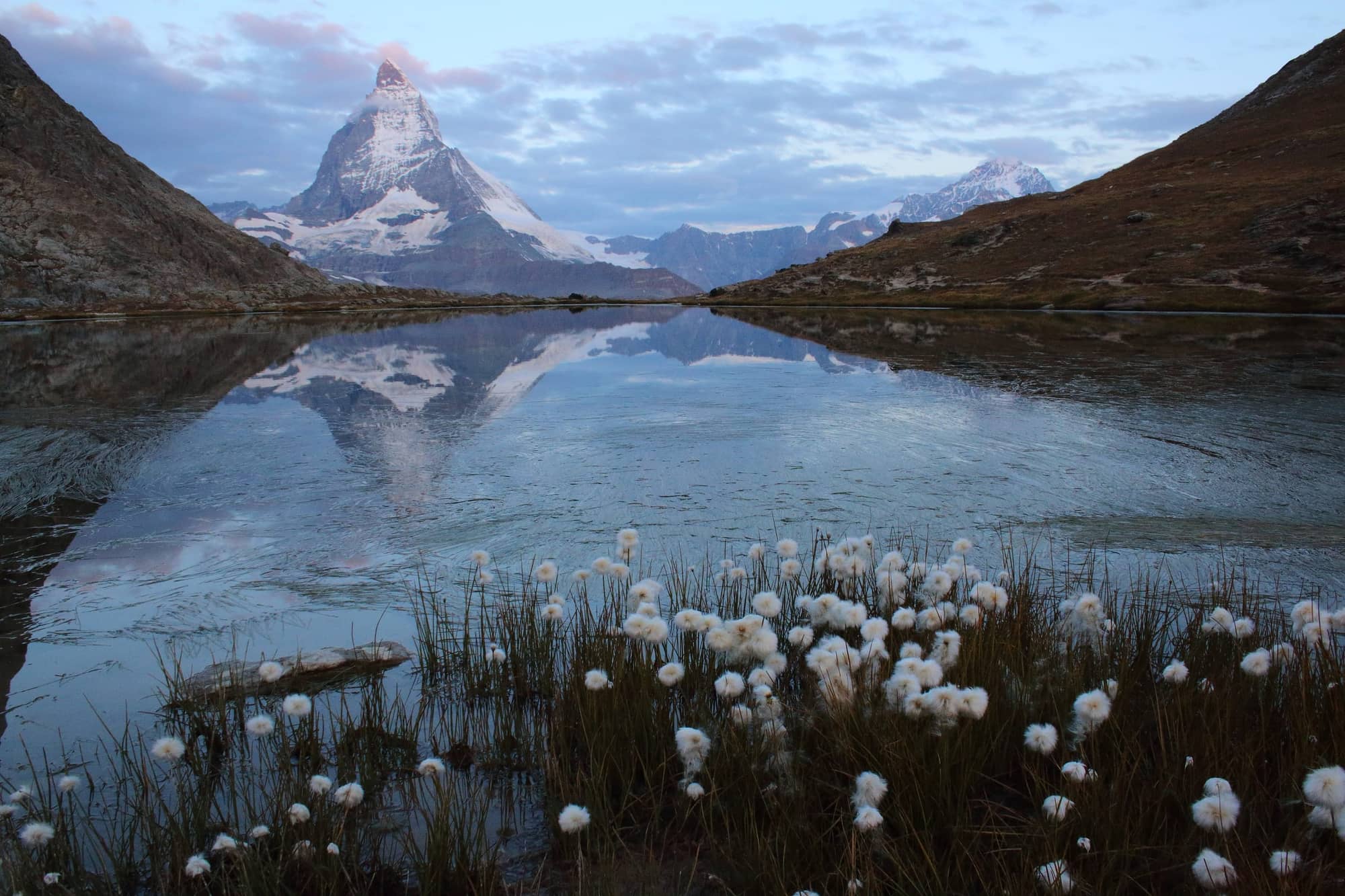 The Matterhorn reflected in the still Riffelsee with cotton grass in the foreground